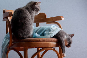 Cat nurse takes care of lying cat