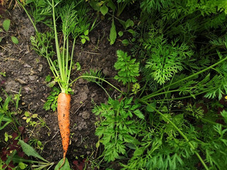 .Harvest. Carrot close up in the garden top view. Nature background.