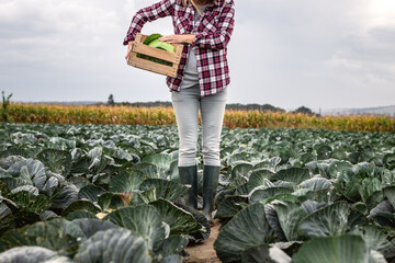 Farmer harvesting cabbage vegetable at field