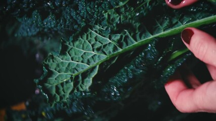 Wall Mural - woman hands rinses just harvest kale.  green raw cabbage close-up. Organic vegetable, natural ingredient for healthy nutrition. Eating green food. Cooking vegetable