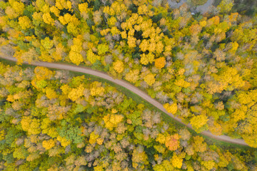 Wall Mural - Aerial top down view of curved gravel road through golden yellow  autumn fall forest