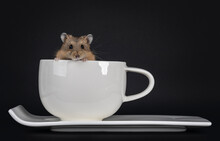 Cute Little Brown Hamster Sitting In White Ceramic Cup And Saucer. Loking Over Edge Of Cup Towards Camera. Isolated On Black Background.