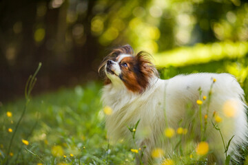 Wall Mural - Happy Papillon Dog in the garden with flowers.