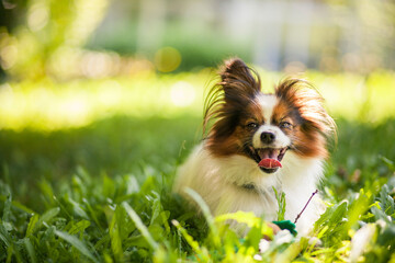 Wall Mural - Happy Papillon Dog in the garden with flowers.