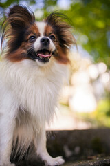 Wall Mural - Happy Papillon Dog in the garden with flowers.