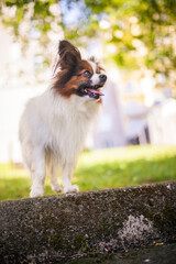 Wall Mural - Happy Papillon Dog in the garden with flowers.