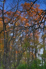 Wall Mural - View of fall leaves reflecting in the water of the Delaware-Raritan canal in Princeton, New Jersey