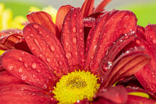 A Red Chrysanthemum Flower Close-up With Water Droplets. Yellow And Green Flowers On The Background.