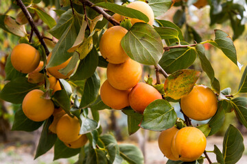 Canvas Print - Persimmon