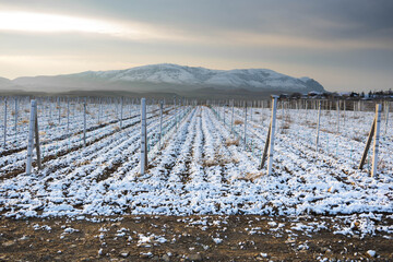 Wall Mural - Vineyard in the snow