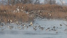 Mallards In A Huge Flock Take Off From The River