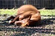 Cute Sleeping Horse