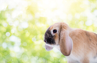 Wall Mural - Portrait of a pretty,young bunny,easter bunny sitting in nature against a spring background and green bokeh.