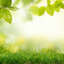 Summer And Spring In The Forest, Abstract Natural Backgrounds With Fresh Foliage And Bokeh In Green Grass Land.