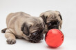 Twp cute pug puppies looking at a red ball on a white background
