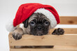 Cute pug puppy wearing a red and white santa hat in a wood crate on a white background