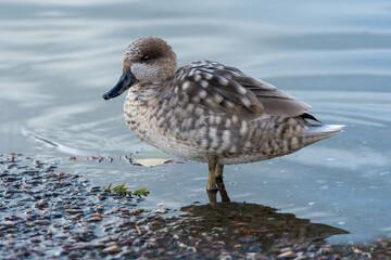 Aufkleber - Close up side view of a marbled teal, Marmaronetta angustirostris, as it stands at the waters edge