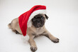 Cute pug puppy wearing a red and white santa hat on a white background