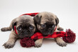 Twp cute pug puppies wearing a red and black scarf on a white background