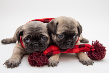 Wall Mural - Twp cute pug puppies wearing a red and black scarf on a white background