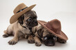 Twp cute pug puppies wearing brown cowboy hats on a white background