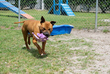 Brown Pitbull Mix With A Black Face Plays With A Toy At An Animal Shelter