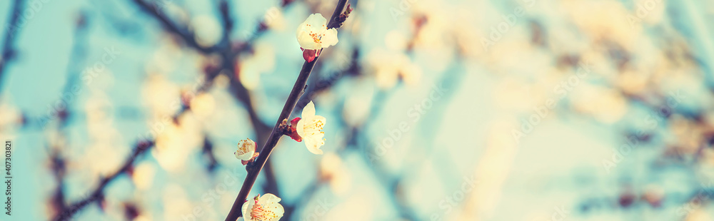 Blooming apricots tree in the garden. Selective focus. - obrazy, fototapety, plakaty 