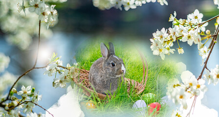 Wall Mural - cute easter rabbit