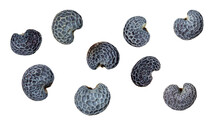 poppy seeds are isolated on a white background. Close-up