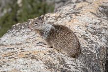 Curious Small Mammal Rodent Grey California Ground Squirrel Sitting On The Top Of The Rock And Looking Far Away Into Yosemite National Park, Vernal Falls,  California, USA, Earth.