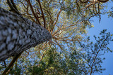 Trees from unerneath in the swedish nature