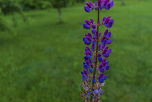 Single Bright Flower Of Blue Lupine With Dew Drops On The Background Of A Green Spring Garden. Spring Blooming Garden, Village