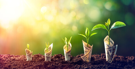 dollar seedling - growth concept - plants on banknotes in increase