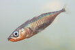 The male of three-spined stickleback fish (Gasterosteus aculeatus) in water