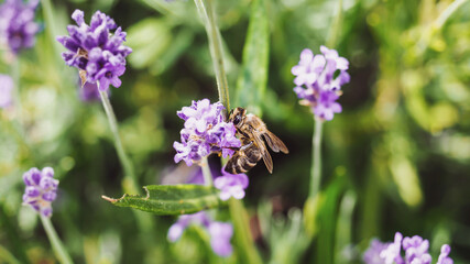 Colorful lavender field full of beesamazing, animal, aromatherapy, background, beautiful, beauty, bee, bees, bloom, blooming, blossom, blue, botany, bugs, closeup, color, colorful, field, floral, flow