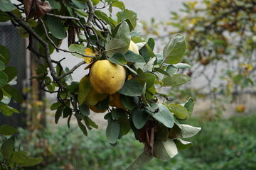 Yellow quince