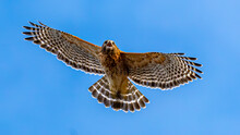 Red Shouldered Hawk In Flight
