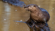 Cute Portrait Of A River Otter