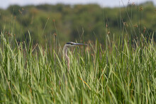 Great Blue Heron Sticks Its Head Up From A Large Patch Of Cattails. 