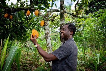 Successful african businessman looks satisfied at a cocoa bean from his plantation. 