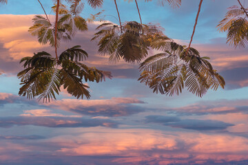 Wall Mural - leaves against the background of the evening sky