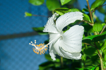 Poster - Blooming hibiscus flowers