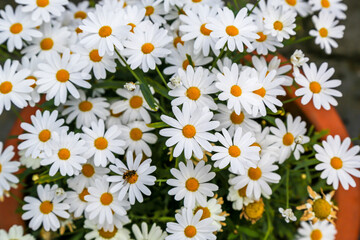 Summer flowers in Iceland