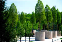 Big Trees In Round Stone Garden Pots In Modern Public Park