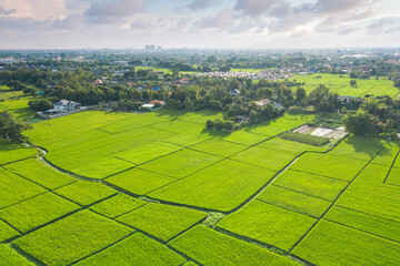 Wall Mural - land or landscape of green field in aerial view. plot of land for agricultural farm, farmland or pla