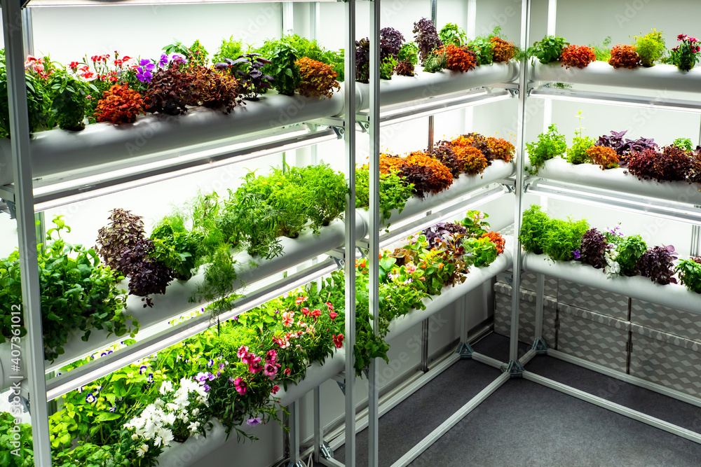 Small greenhouse. It is intended for cultivation of edible plants. Greenhouse restaurant. Plants on white greenhouse racks. Concept - hydroponic cultivation. Flowers for restaurant kitchen - obrazy, fototapety, plakaty 