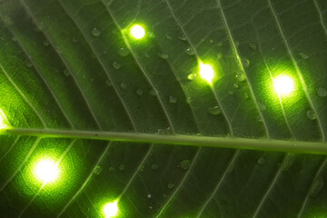 Extreme close up texture of green leaf veins