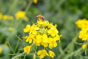 Wall Mural - Honey bee on canola flower　菜の花とミツバチ