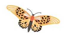 Gorgeous Elegant Butterfly With Bright Yellow Wings And Antennae Isolated On White Background. Colored Beautiful Flying Moth. Hand Drawn Flat Textured Vector Illustration