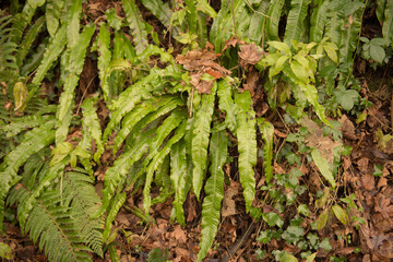 Wall Mural - Bright Green Summer Leaves or Fronds of a Hart's Tongue Fern (Asplenium scolopendrium) Growing in a Stone Garden in Rural Devon, England, UK